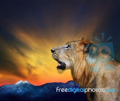 Young Male Lion Roaring On Rock Cliff Mountain Background Stock Photo