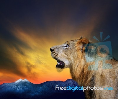 Young Male Lion Roaring On Rock Cliff Mountain Background Stock Photo