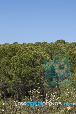 Young Pine Trees Stock Photo