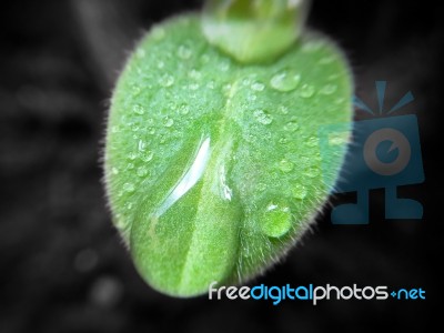 Young Plant Growing With Water Drop On Leaf Dark Background Stock Photo