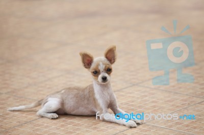 Young Puppy Pomeranian Dogs Lying On Ground With Relaxing Emotio… Stock Photo