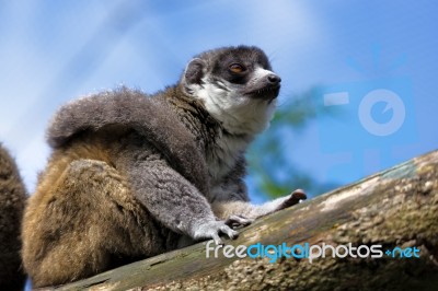 Young Ring-tailed Lemur (lemur Catta) Stock Photo