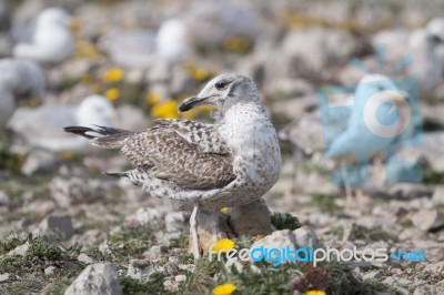 Young Seagulls Near The Cliffs Stock Photo