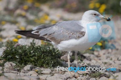 Young Seagulls Near The Cliffs Stock Photo