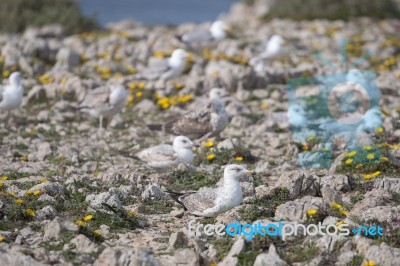 Young Seagulls Near The Cliffs Stock Photo