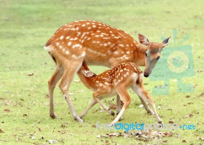 Young Sika Deer Stock Photo