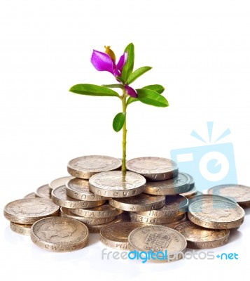 Young Sprout With Flower Grows From A Pile Of British Coins Stock Photo