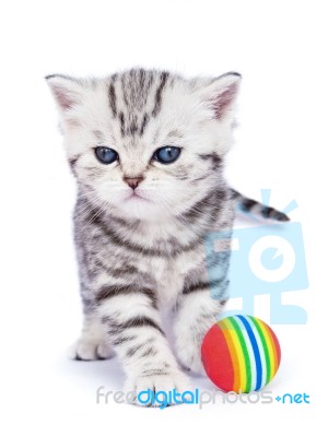 Young Standing Silver Tabby Cat With Colorful Ball Stock Photo