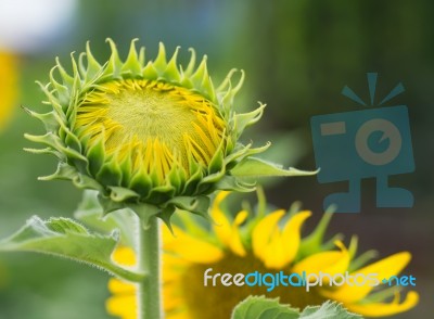 Young Sunflowers, Sunflowers Are Grow Against A Bright Sky, Unseen Thailand Flowers.  Stock Photo