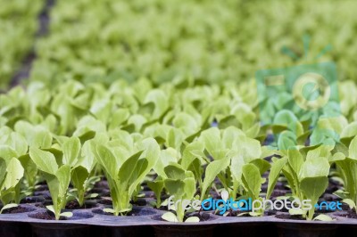 Young Vegetable Seedlings Stock Photo