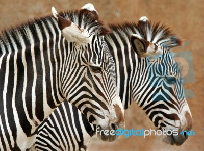 Zebra Stock Photo