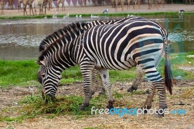 Zebra Grazing Along River Stock Photo