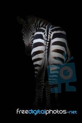 Zebra In The Dark Stock Photo