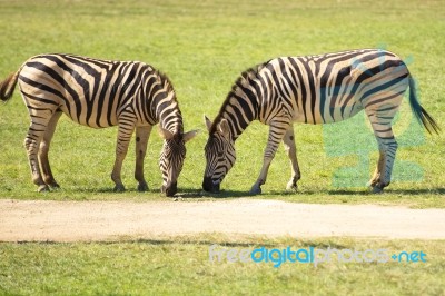 Zebra In The Field Stock Photo