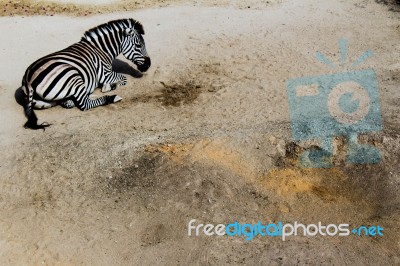 Zebra Lying On The Ground Stock Photo