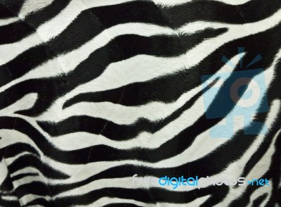Zebra Skin Stock Photo