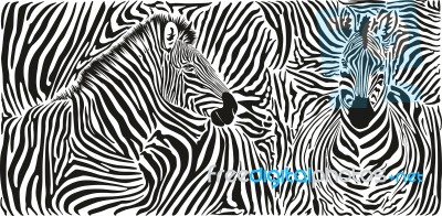Zebra Skin Pattern With Two Heads Stock Image