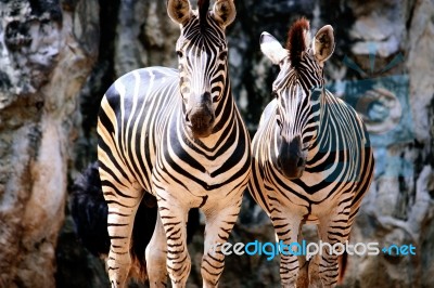 Zebras Stock Photo