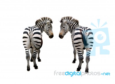 Zebras Stock Photo