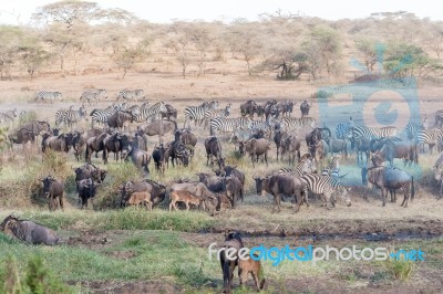 Zebras And Wildbeests In Serengeti In Tanzania Stock Photo