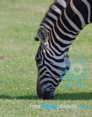 Zebra's Head Stock Photo