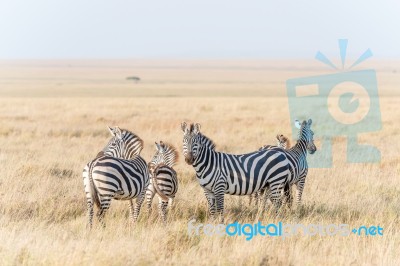 Zebras In Serengeti National Park Stock Photo