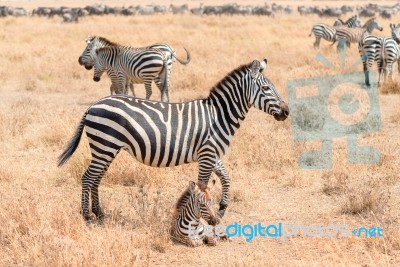 Zebras In Serengeti National Park Stock Photo