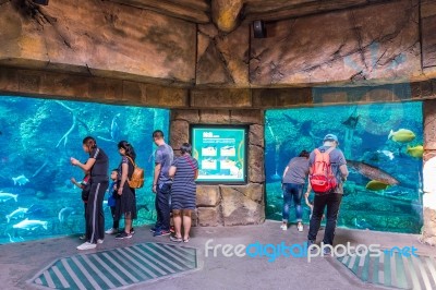 Zhuhai, Guangdong, China- Nov 9, 2017 : Tourist Looking At Fish In Huge Aquarium At The Zhuhai Chimelong Ocean Kingdom Park In Zhuhai, China Stock Photo