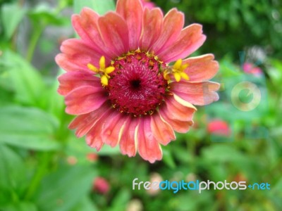 Zinnia Flower Stock Photo