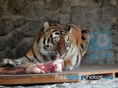 Zoo Animals In Cages And Aviaries Stock Photo
