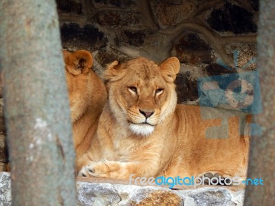 Zoo Animals In Cages And Aviaries Stock Photo