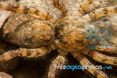 Zoropsis Spinimana Spider Stock Photo
