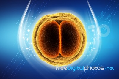 Zygote Cell Stock Image