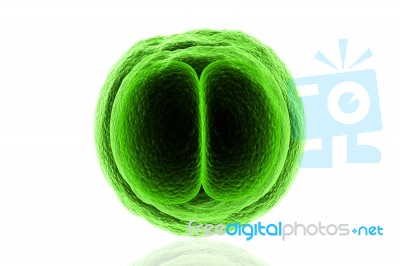 Zygote Cell Stock Image