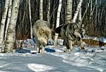 2 Gray Wolves In The Snow Stock Photo