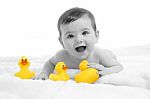 3 Little Duckies Stock Photo