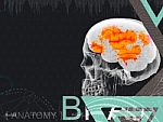 3d Illustration Of Human Brain By X- Ray On Background Stock Photo