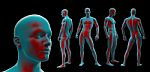 3d Rendering Illustration Of The Human Anatomy Stock Photo