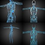 3d Rendering Medical Illustration Of The Lymphatic System Stock Photo