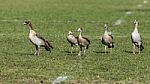 5 Ducks Stock Photo