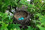 A Birdnest With 2 Blue Eggs Stock Photo