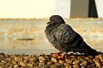 A Black Bird Stock Photo