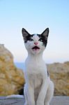 A Cat Is Looking At Photogrpfer And Getting Angry Stock Photo