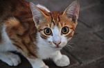 A Cat Looking Around By Enthusiasts Stock Photo