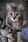 A Cat Looking Around By Enthusiasts Stock Photo