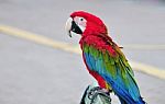 A Colourful, Beautiful, Vivid Parrot In The Street Stock Photo