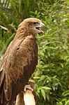 A Common Buzzard Stock Photo