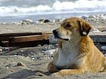 A Dog Sitting In The Street At The Seaside In The Summer Stock Photo