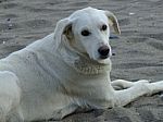 A Dog Sitting In The Street In The Summer Stock Photo