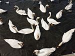 A Group Of Swans Stock Photo